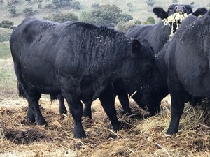 ANGUS BULLS BATHURST REGION