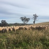 60 Danbury meat merinos