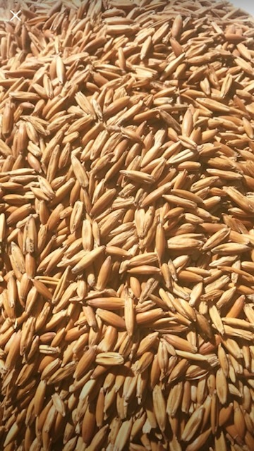 seed oats