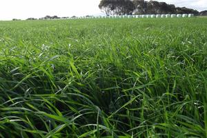 Mach 1 Annual Ryegrass