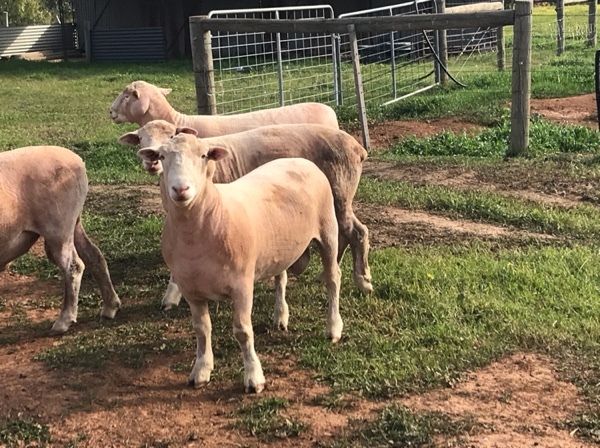 Poll Dorset Rams