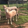 Poll Dorset Rams
