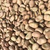 Faba Beans