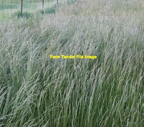 Ryegrass Straw 5x4 Rolls