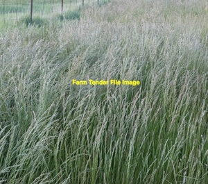 Ryegrass Straw 5x4 Rolls