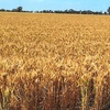 810 Acres of Prime Wimmera Cropping Land for Lease by Tender