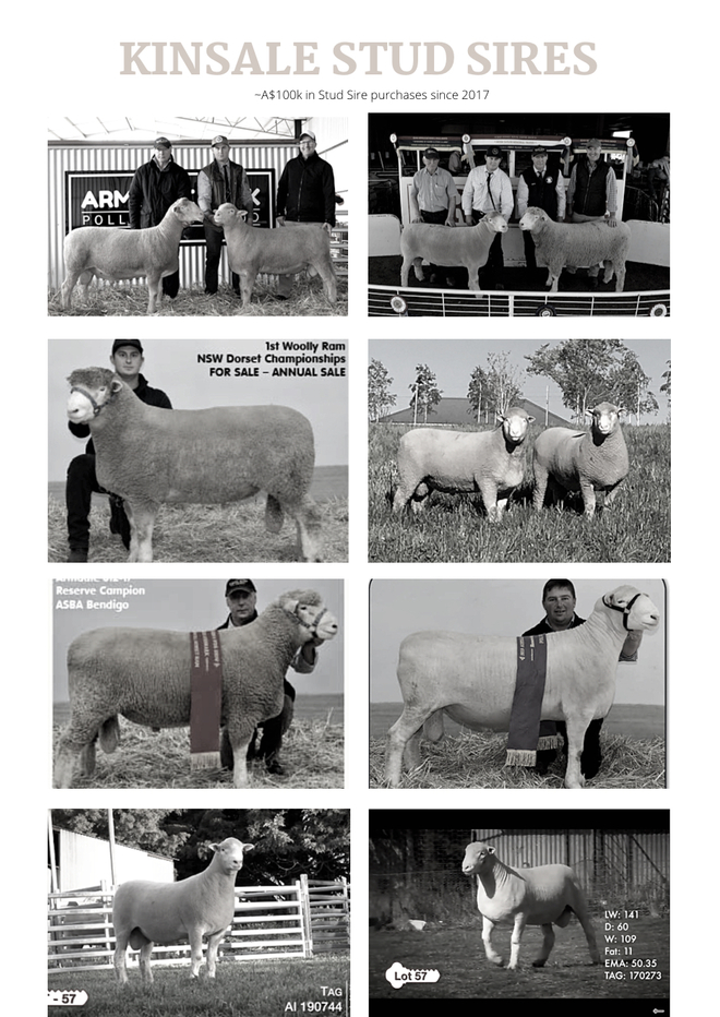 HIGH GROWTH POLL DORSET RAMS FOR SALE