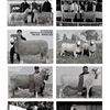 HIGH GROWTH POLL DORSET RAMS FOR SALE