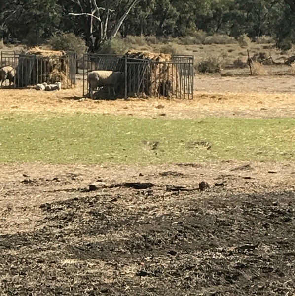 Sliding Sheep Hay Feeders