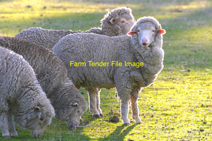WANTED Sheep