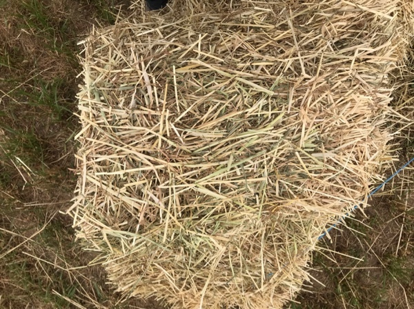 Rye clover small squares