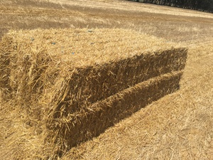 Windrowed Barley Straw 