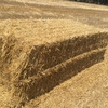 Windrowed Barley Straw 