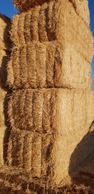 65tn wheaten straw hay. 125 bales. Baled with sieve loss material