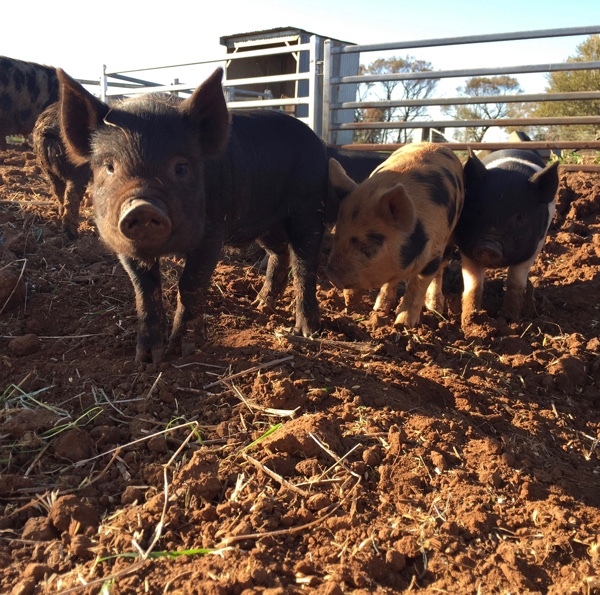 PIGLETS FOR SALE