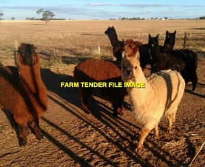 WANTED Alpacas for guarding