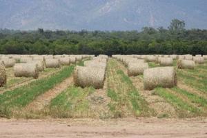 Forage Sorgham Sweet Jumbo
