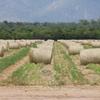 Forage Sorgham Sweet Jumbo