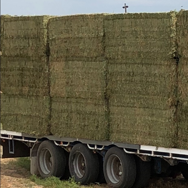 Vetch Hay