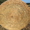 126 x Rye Grass Mix Hay 4x4 Rolls + Freight