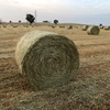 Oaten and rye hay 