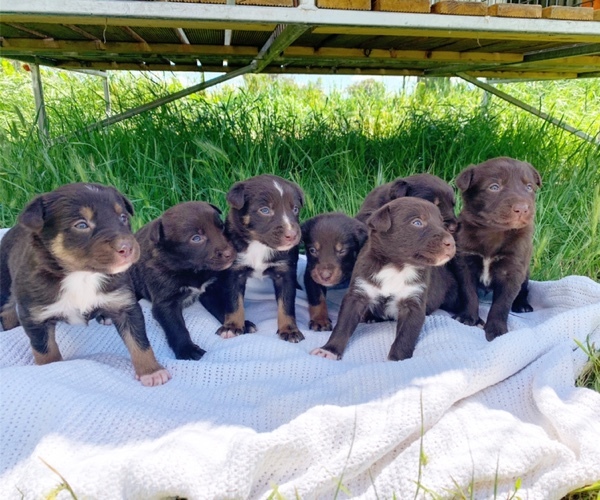Kelpie x Border Collie Pups 
