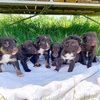 Kelpie x Border Collie Pups 