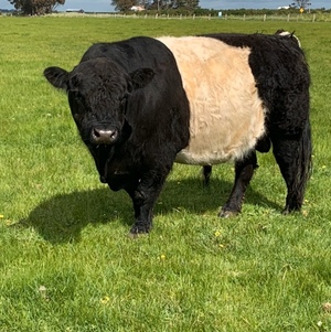 Belted Galloway Bull