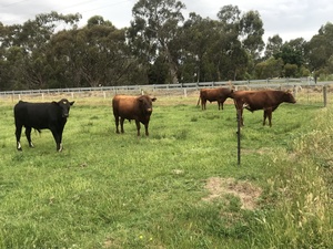 Bulls,  (Dairy cross Shorthorn)