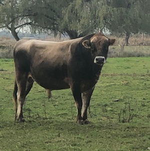 Jersey Bulls