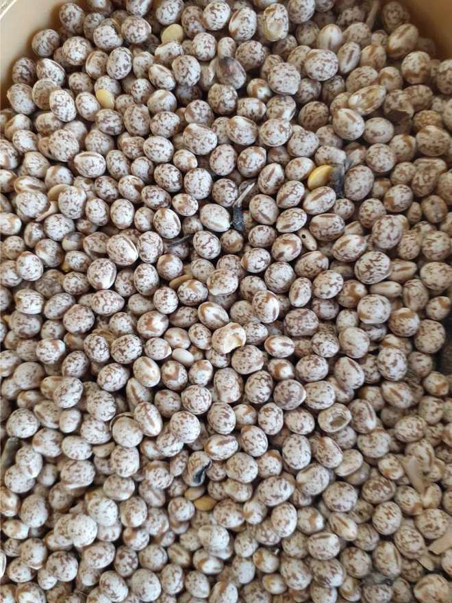 80mt Lupins 