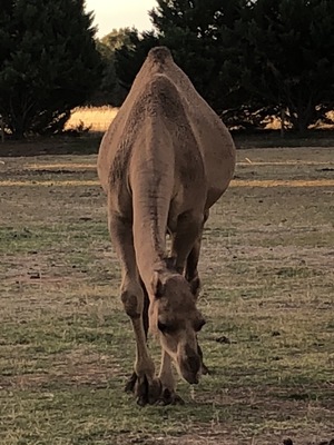 WANTED Agistment for Camels