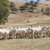 Hillock Australian White Rams 