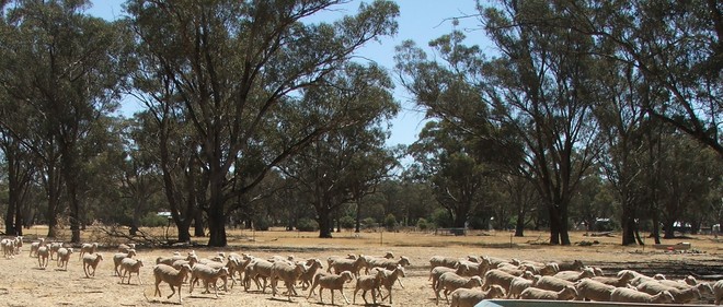 1st X Merino B/L ewes weaners