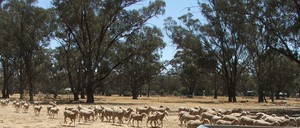 1st X Merino B/L ewes weaners