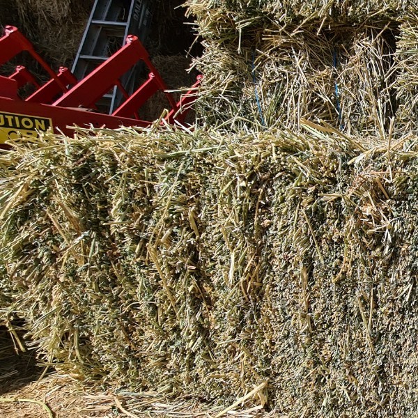 Lucerne Small Squares