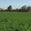Organic Lucerne Hay
