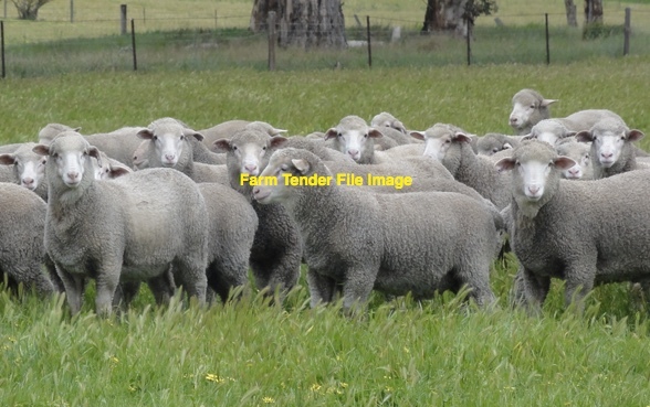 350 Dohne Ewes 
