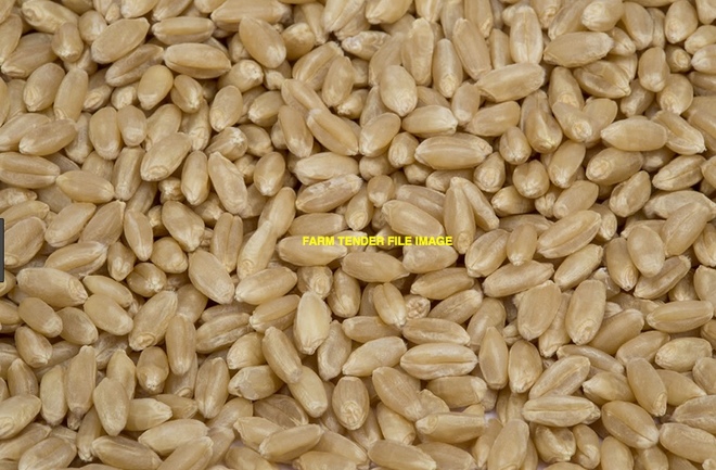 200 m/t APW Wheat For Sale