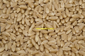 200 m/t APW Wheat For Sale