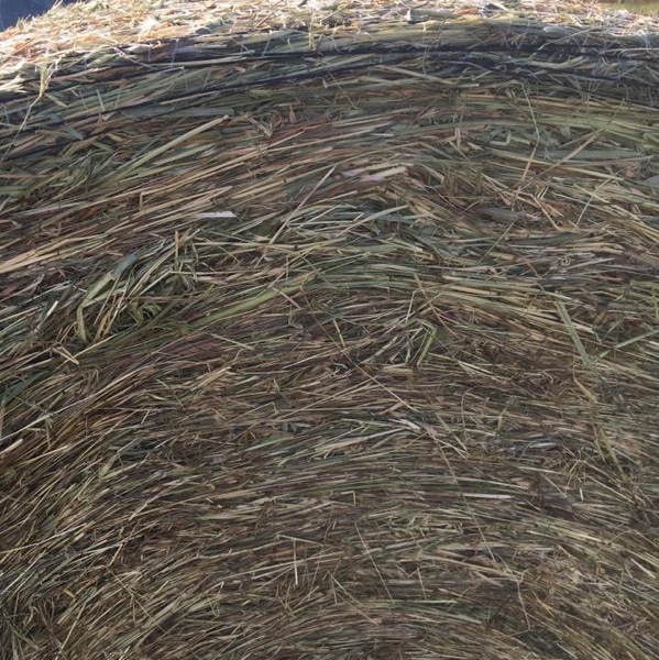 hay for sale