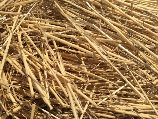 Wheat Straw 8 x 4 x 3 Large Squares