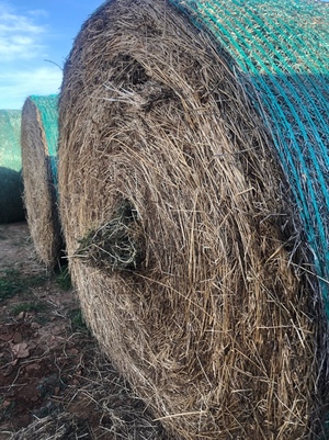 500 x Clover & Rye 480-500kg 5x4 Rolls