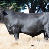 Adamluca Angus Bull Sale 26th Feb 2021