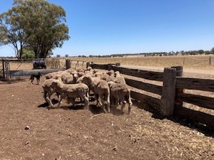 Merino wether lambs