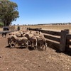 Merino wether lambs