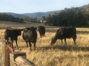 8 Cows pregnant with calves 5 to 8mths