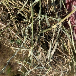 Rye/Sub clover hay