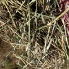 Rye/Sub clover hay