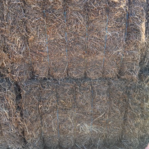 Vetch Hay 8x4x3  Bales